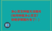 净心灵芝种植方法图片(如何种植净心灵芝？详细步骤图片有了！)