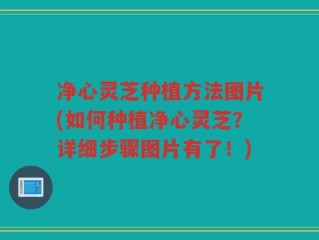 净心灵芝种植方法图片(如何种植净心灵芝？详细步骤图片有了！)