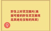 野生上好灵芝图片(美丽可爱的野生灵芝展现出其绝无仅有的风采)