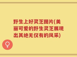野生上好灵芝图片(美丽可爱的野生灵芝展现出其绝无仅有的风采)