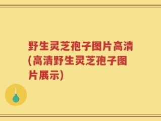 野生灵芝孢子图片高清(高清野生灵芝孢子图片展示)