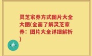 灵芝家养方式图片大全大图(全面了解灵芝家养：图片大全详细解析)