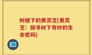 树根下的黄灵芝(黄灵芝：探寻树下奇妙的生命密码)