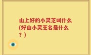 山上好的小灵芝叫什么(好山小灵芝名是什么？)