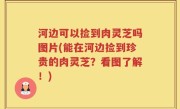 河边可以捡到肉灵芝吗图片(能在河边捡到珍贵的肉灵芝？看图了解！)
