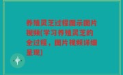 养殖灵芝过程图示图片视频(学习养殖灵芝的全过程，图片视频详细呈现)