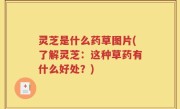 灵芝是什么药草图片(了解灵芝：这种草药有什么好处？)