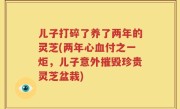 儿子打碎了养了两年的灵芝(两年心血付之一炬，儿子意外摧毁珍贵灵芝盆栽)
