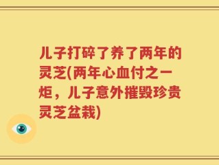 儿子打碎了养了两年的灵芝(两年心血付之一炬，儿子意外摧毁珍贵灵芝盆栽)