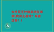 大片灵芝种植基地在哪里(找灵芝基地？来看这里！)