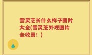 雪灵芝长什么样子图片大全(雪灵芝外观图片全收录！)