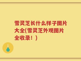雪灵芝长什么样子图片大全(雪灵芝外观图片全收录！)
