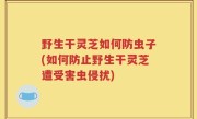 野生干灵芝如何防虫子(如何防止野生干灵芝遭受害虫侵扰)