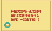 种植灵芝有什么套路吗图片(灵芝种植有什么技巧？一起来了解！)