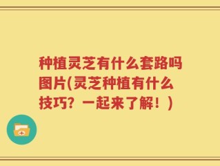 种植灵芝有什么套路吗图片(灵芝种植有什么技巧？一起来了解！)