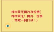 桦树灵芝图片及价格(桦树灵芝：图片、价格、功效一网打尽！)