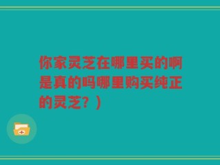 你家灵芝在哪里买的啊是真的吗哪里购买纯正的灵芝？)