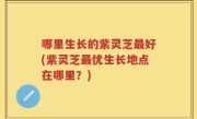 哪里生长的紫灵芝最好(紫灵芝最优生长地点在哪里？)