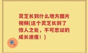 灵芝长到什么地方图片视频(这个灵芝长到了惊人之处，不可思议的成长速度！)