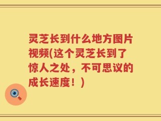 灵芝长到什么地方图片视频(这个灵芝长到了惊人之处，不可思议的成长速度！)