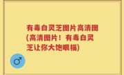 有毒白灵芝图片高清图(高清图片！有毒白灵芝让你大饱眼福)