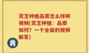 灵芝种植品质怎么样啊视频(灵芝种植：品质如何？一个全面的视频解答)