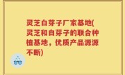 灵芝白芽子厂家基地(灵芝和白芽子的联合种植基地，优质产品源源不断)