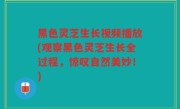 黑色灵芝生长视频播放(观察黑色灵芝生长全过程，惊叹自然美妙！)