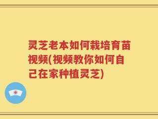 灵芝老本如何栽培育苗视频(视频教你如何自己在家种植灵芝)