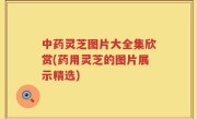 中药灵芝图片大全集欣赏(药用灵芝的图片展示精选)