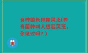 有种菌长得像灵芝(神奇菌种叫人想起灵芝，你见过吗？)