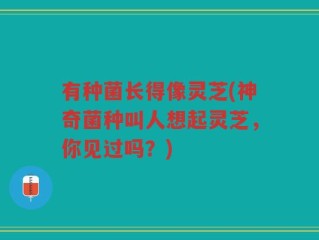 有种菌长得像灵芝(神奇菌种叫人想起灵芝，你见过吗？)