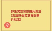 野生灵芝背影图片高清(高清野生灵芝背影照片欣赏)