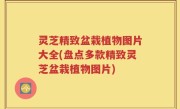 灵芝精致盆栽植物图片大全(盘点多款精致灵芝盆栽植物图片)