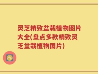 灵芝精致盆栽植物图片大全(盘点多款精致灵芝盆栽植物图片)
