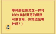 哪种蘑菇像灵芝一样可以吃(类似灵芝的蘑菇可供食用，你知道是哪种吗？)