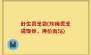 野生灵芝袋(珍稀灵芝袋现世，待价而沽)