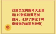 改造灵芝树图片大全高清(10张高清灵芝树图片，让你了解这个神奇植物的美丽与神奇)