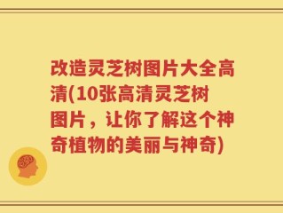 改造灵芝树图片大全高清(10张高清灵芝树图片，让你了解这个神奇植物的美丽与神奇)