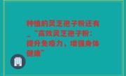 种植的灵芝孢子粉还有_“高效灵芝孢子粉：提升免疫力，增强身体健康”