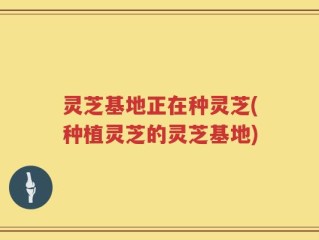 灵芝基地正在种灵芝(种植灵芝的灵芝基地)
