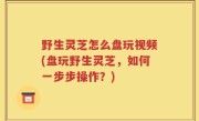 野生灵芝怎么盘玩视频(盘玩野生灵芝，如何一步步操作？)