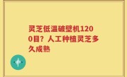 灵芝低温破壁机1200目？人工种植灵芝多久成熟