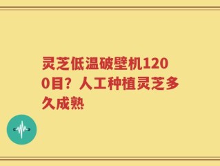 灵芝低温破壁机1200目？人工种植灵芝多久成熟