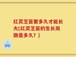 红灵芝苗要多久才能长大(红灵芝苗的生长周期是多久？)