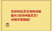 怎样种出灵芝视频讲解图片(如何种植灵芝？详细步骤图解)