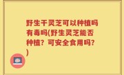 野生干灵芝可以种植吗有毒吗(野生灵芝能否种植？可安全食用吗？)