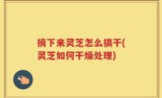 摘下来灵芝怎么搞干(灵芝如何干燥处理)