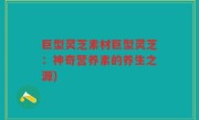 巨型灵芝素材巨型灵芝：神奇营养素的养生之源)