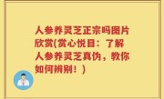 人参养灵芝正宗吗图片欣赏(赏心悦目：了解人参养灵芝真伪，教你如何辨别！)